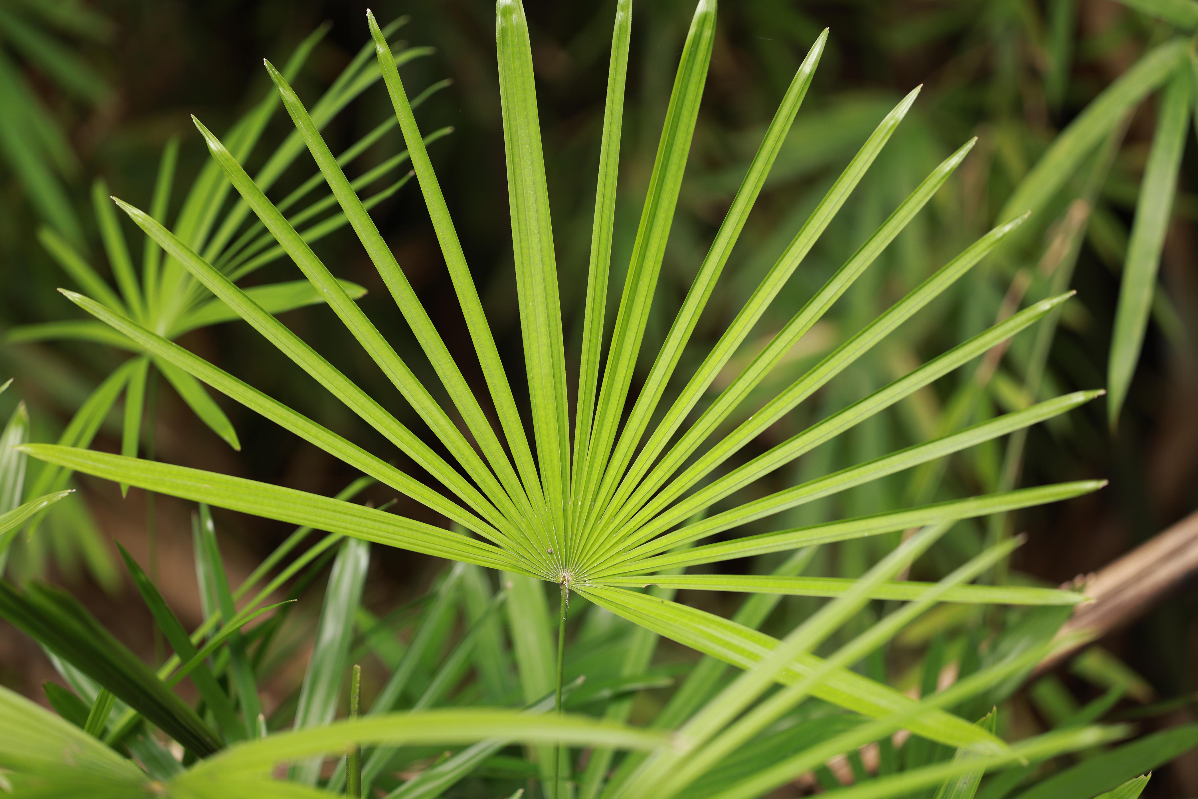 Saw Palmetto (Sägepalmextrakt) Eine natürliche Unterstützung bei Haarausfall